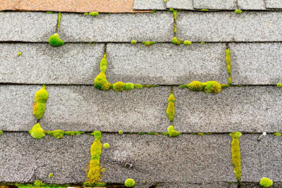 roof moss removal in port townsend wa